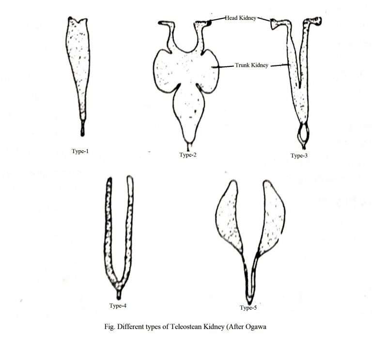 Excretion in Fish Biology EduCare