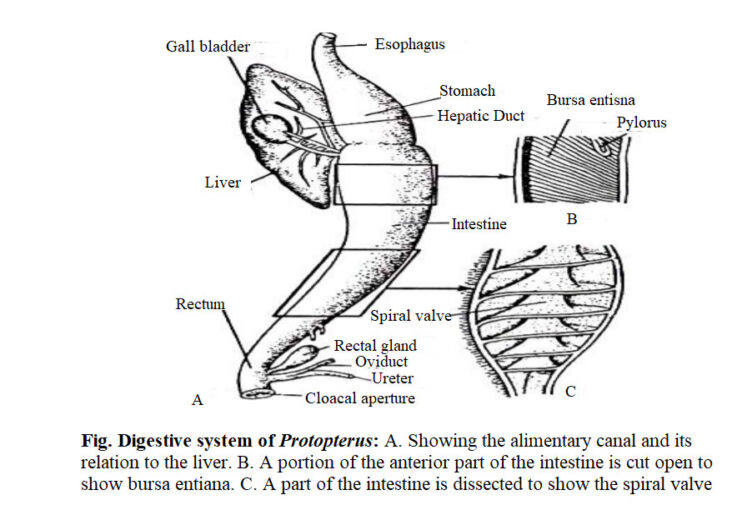 Digestive System of Fishes Biology EduCare