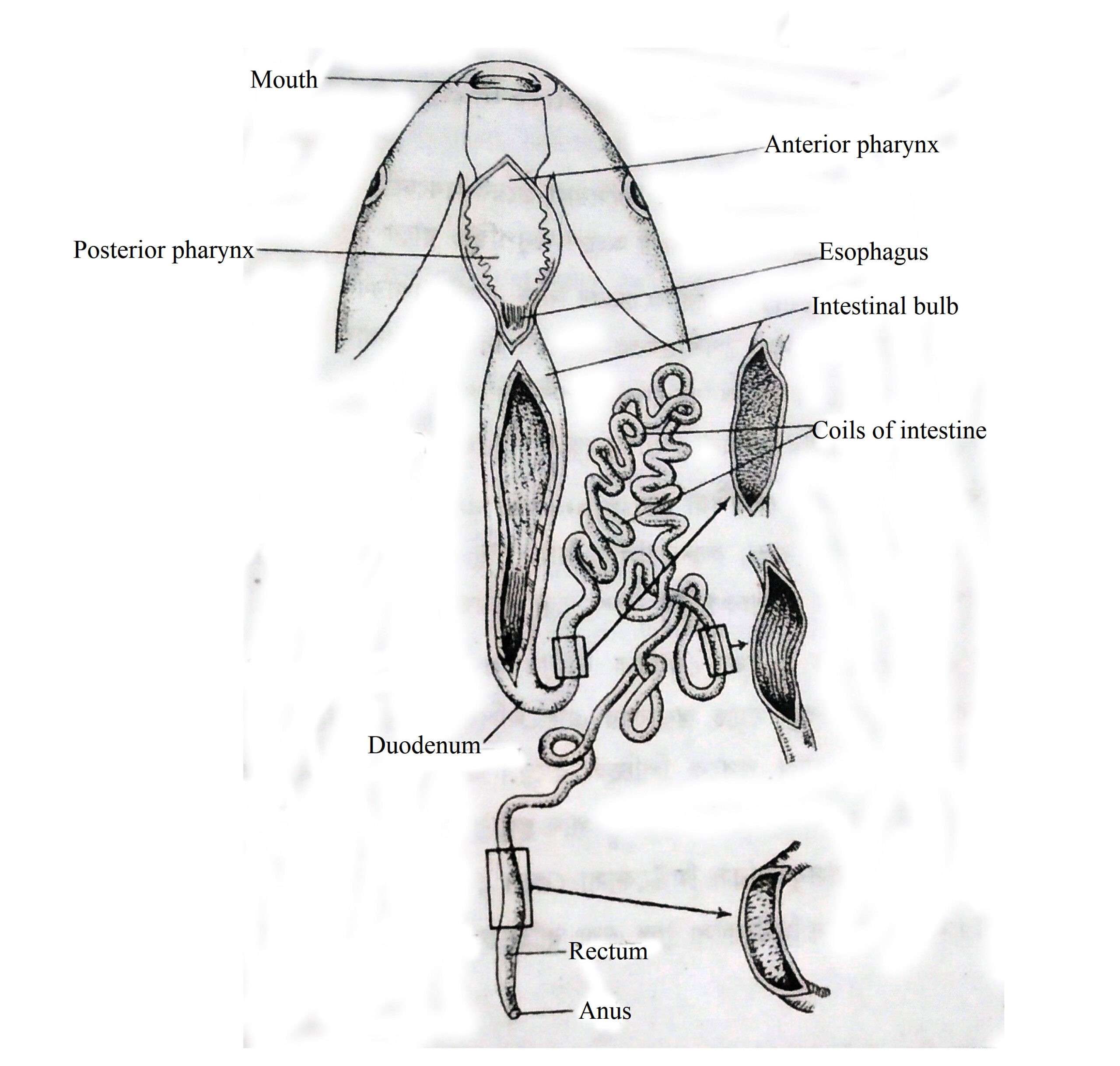 Digestive System of Fishes Biology EduCare