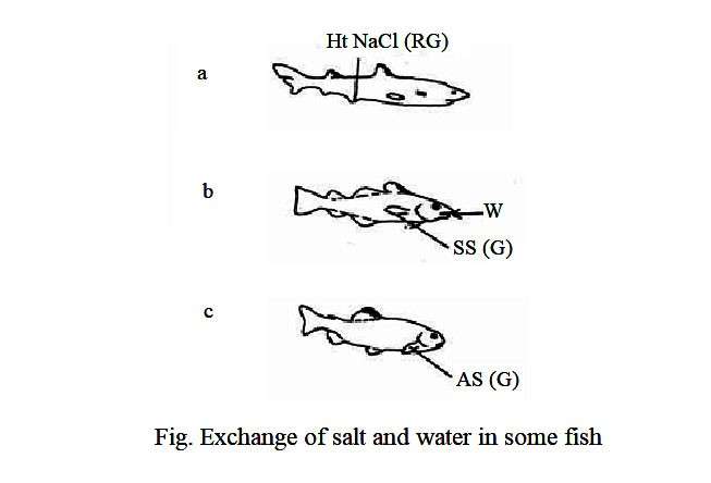 Exchange of salt and water in some fish