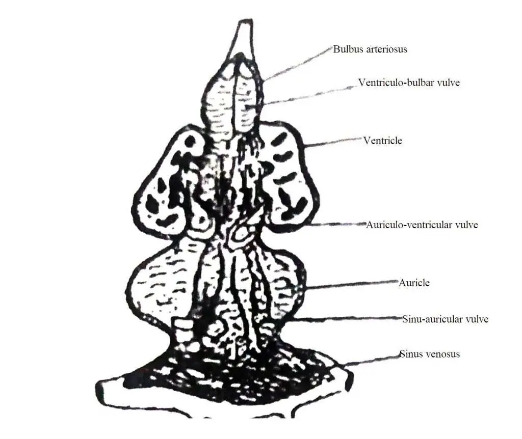 Showing Median longitudinal section of the heart of Notopterus 