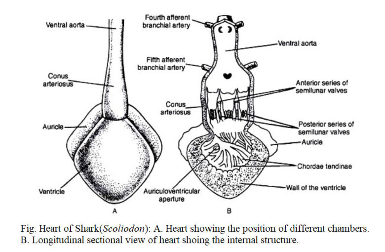 Blood Circulatory System Of Fishes Biology Educare