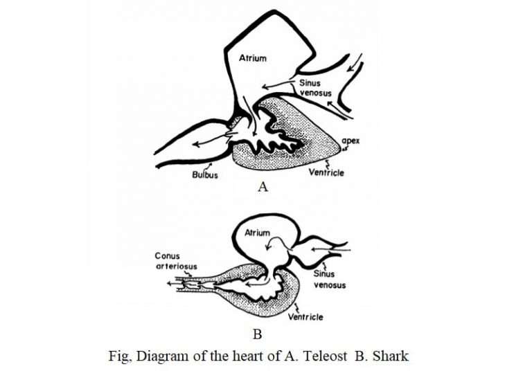 Heart of Fish Structure and Functions Biology EduCare