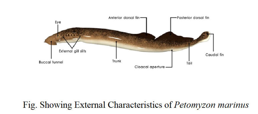 Arterial and Venous System of Lamprey(Petromyzon) | Biology EduCare