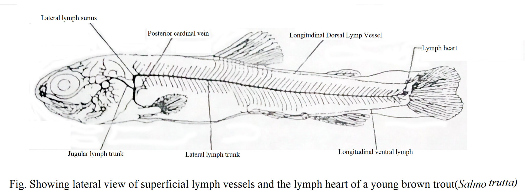Blood Circulatory System of Fishes | Biology EduCare