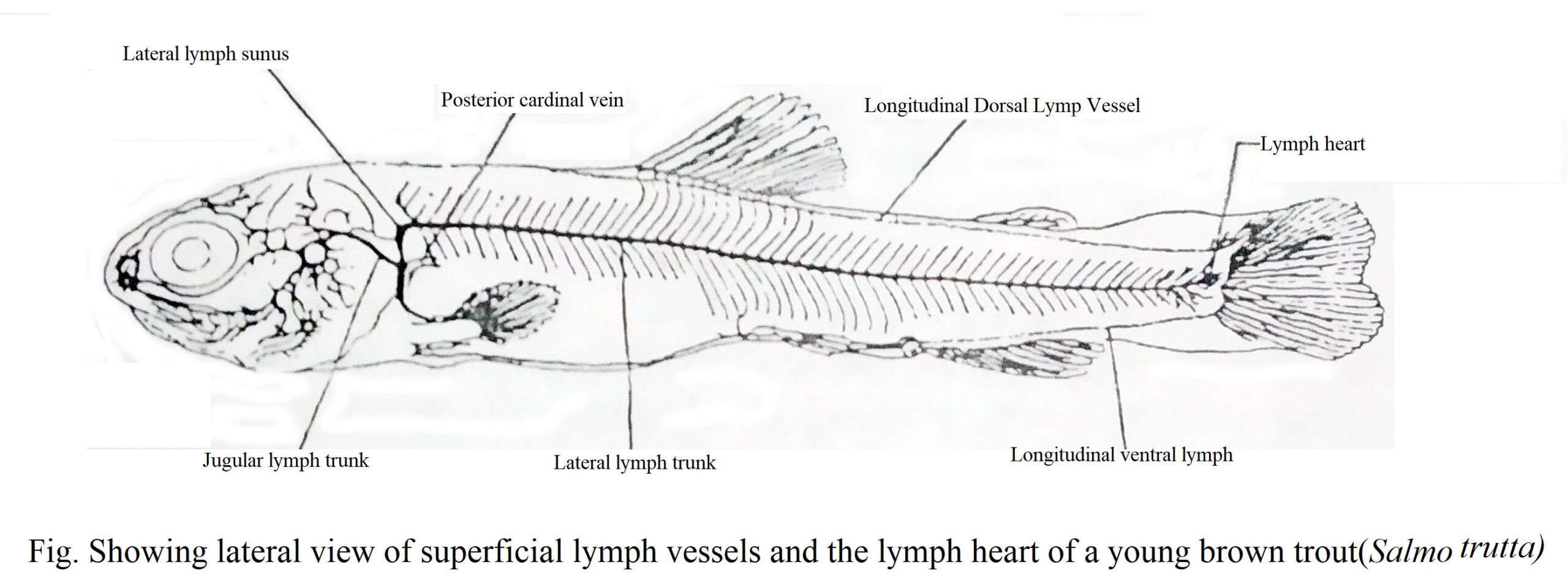 Lymphatic System of Teleost Fishes | Biology EduCare