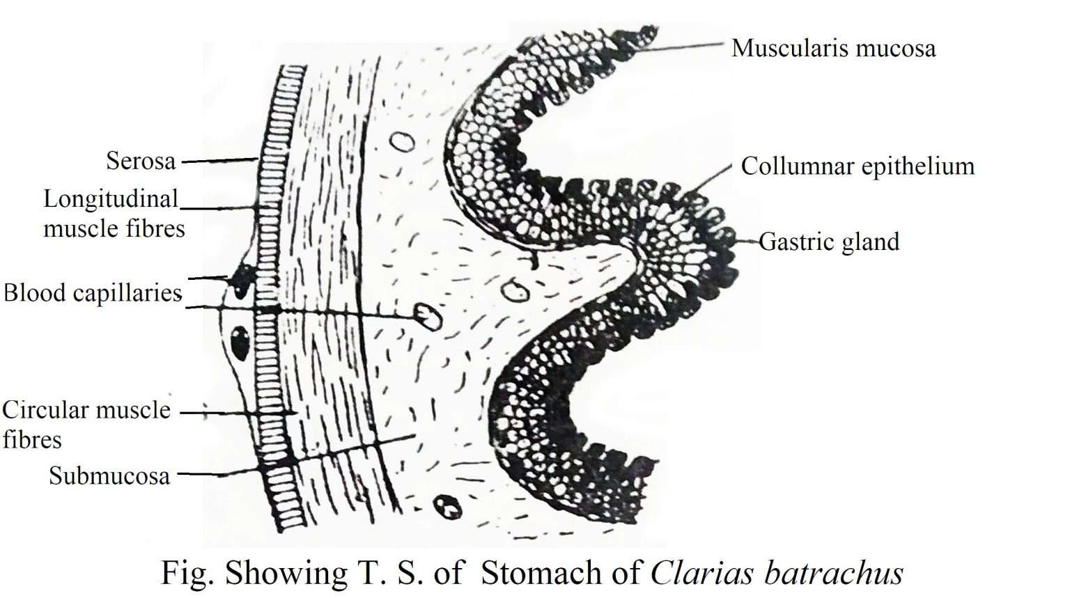 Digestive System of Fishes | Biology EduCare