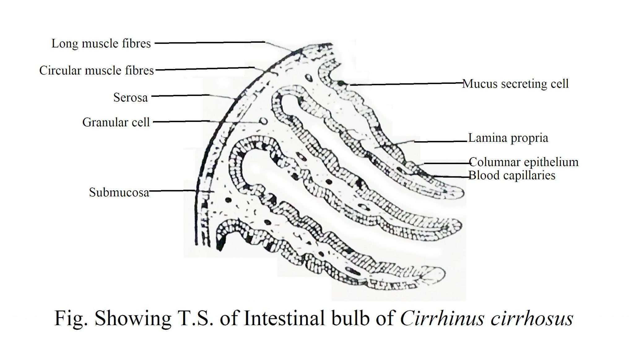 Digestive System of Fishes Biology EduCare