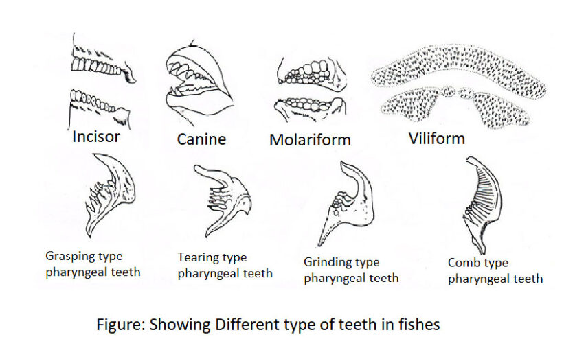 Feeding Adaptation of Fishes Biology EduCare