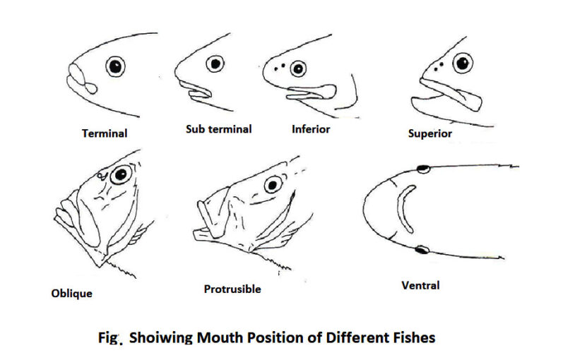 Feeding Adaptation of Fishes Biology EduCare
