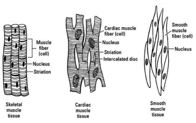 Muscular Tissue: Properties, Types, Structure and Functions | Biology ...