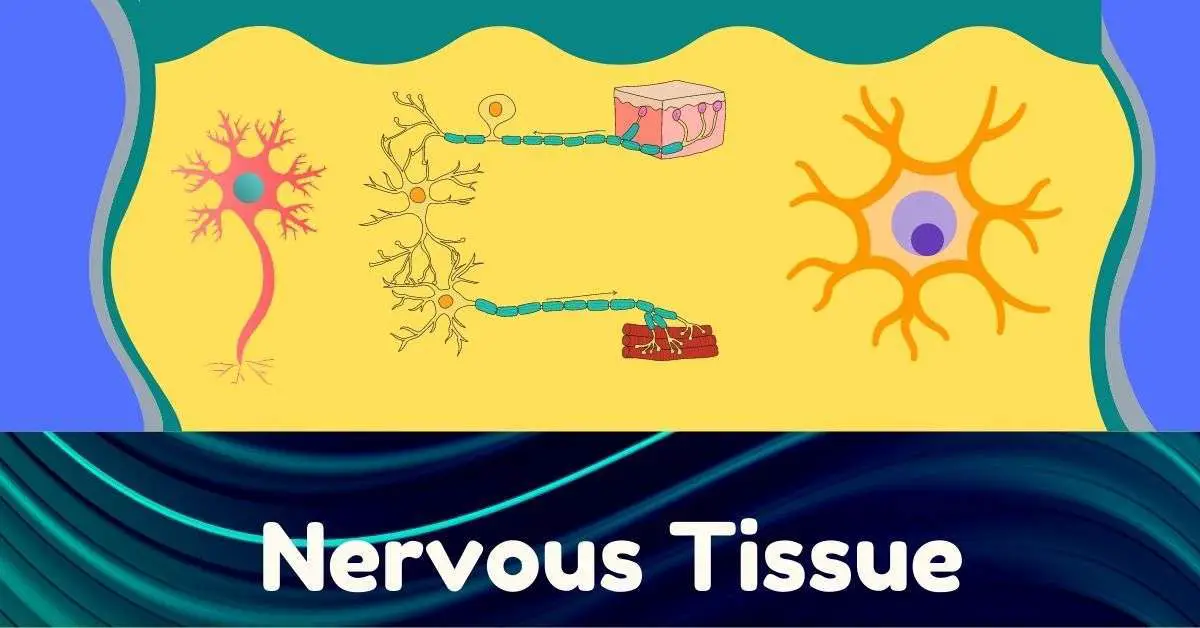 Nervous Tissue | Biology Edu Care