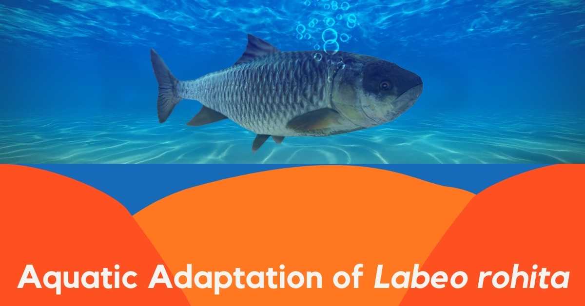 Aquatic Adaptation of Labeo rohita - Biology Educare