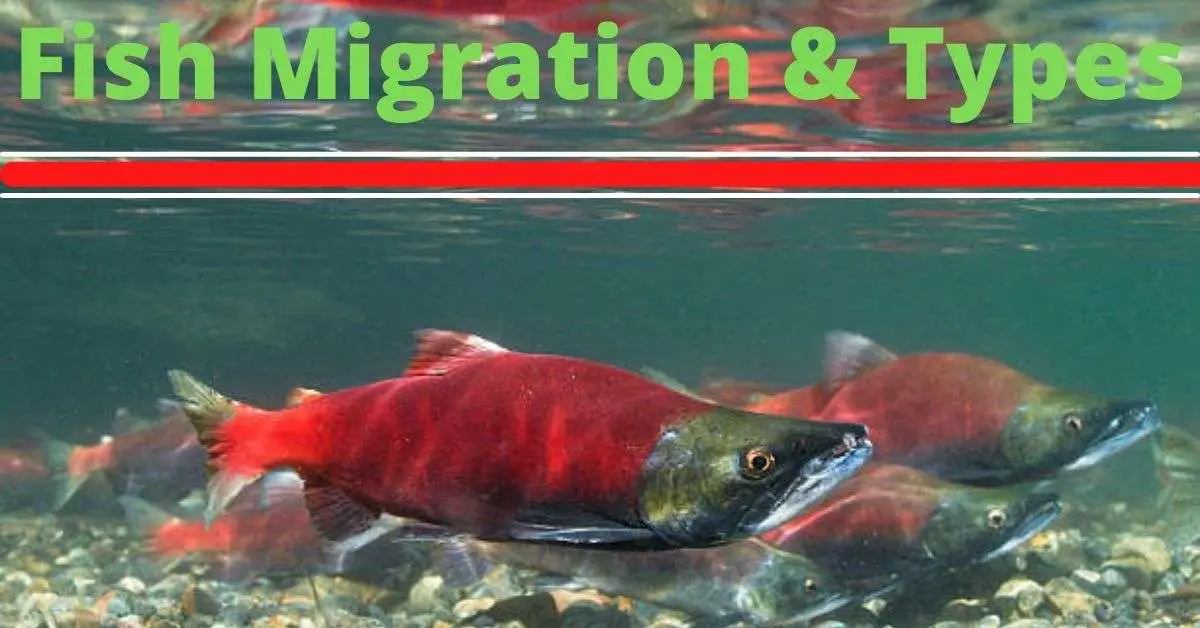 Migration Of Fishes Biology Educare