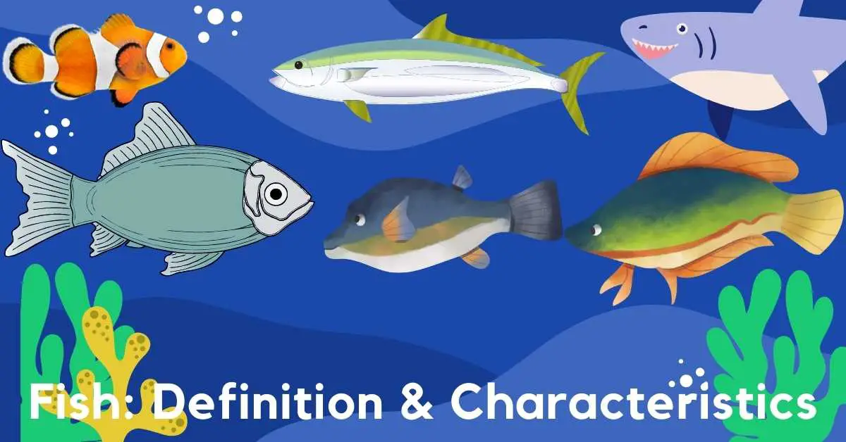 Fish: Definition and Characteristics - Biology Educare
