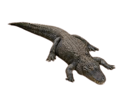 Alligator mississipiensis