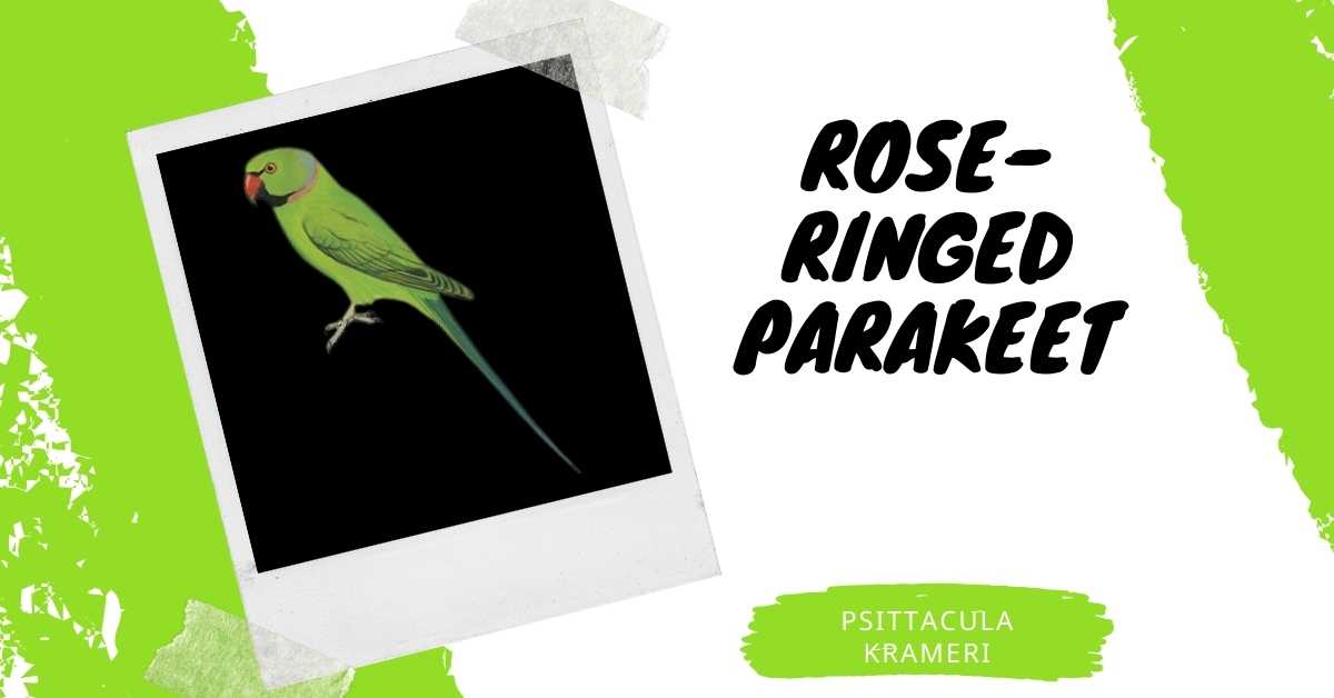 image of Rose-ringed Parakeet