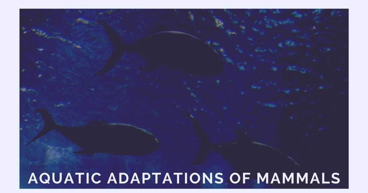 image of Aquatic Adaptations of Mammals