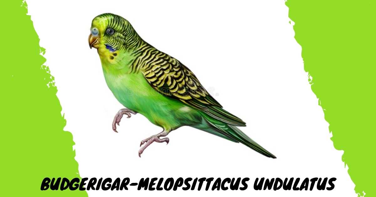 Image of Budgerigar-Melopsittacus undulatus