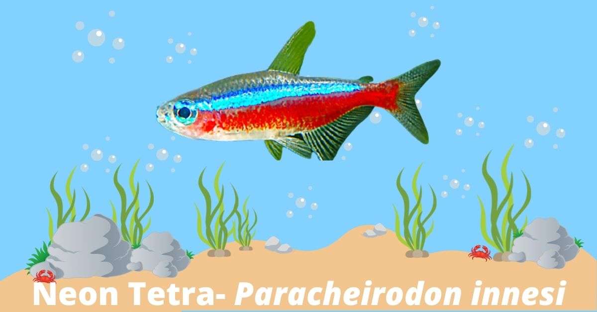 cardinal tetra male female differences