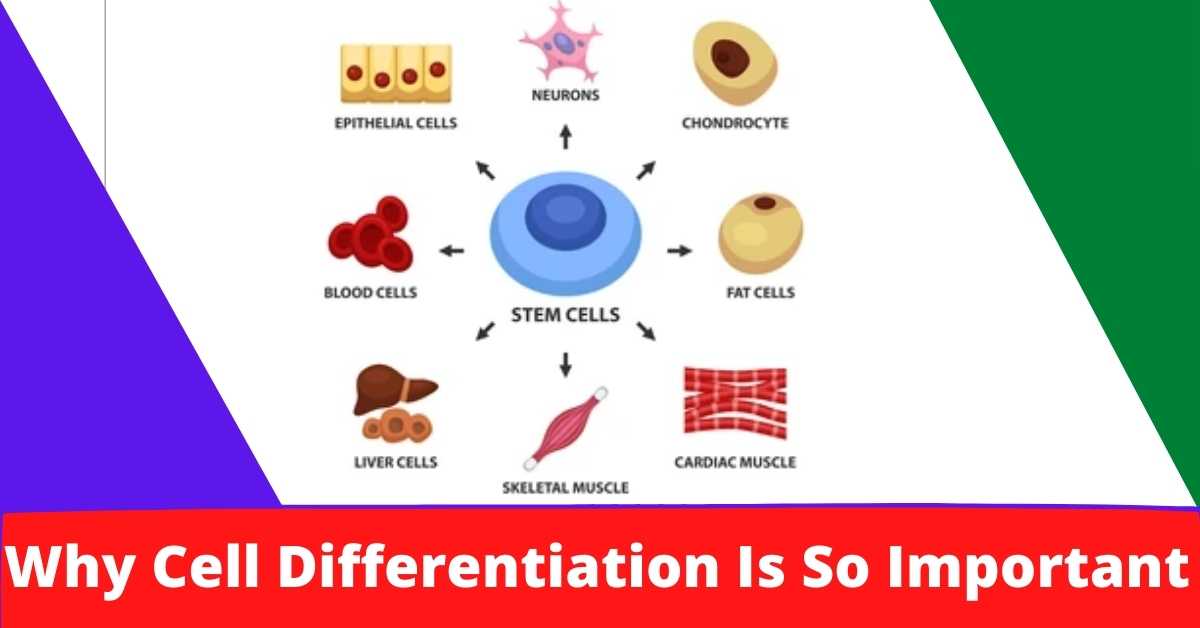Why Cell Differentiation Is So Important