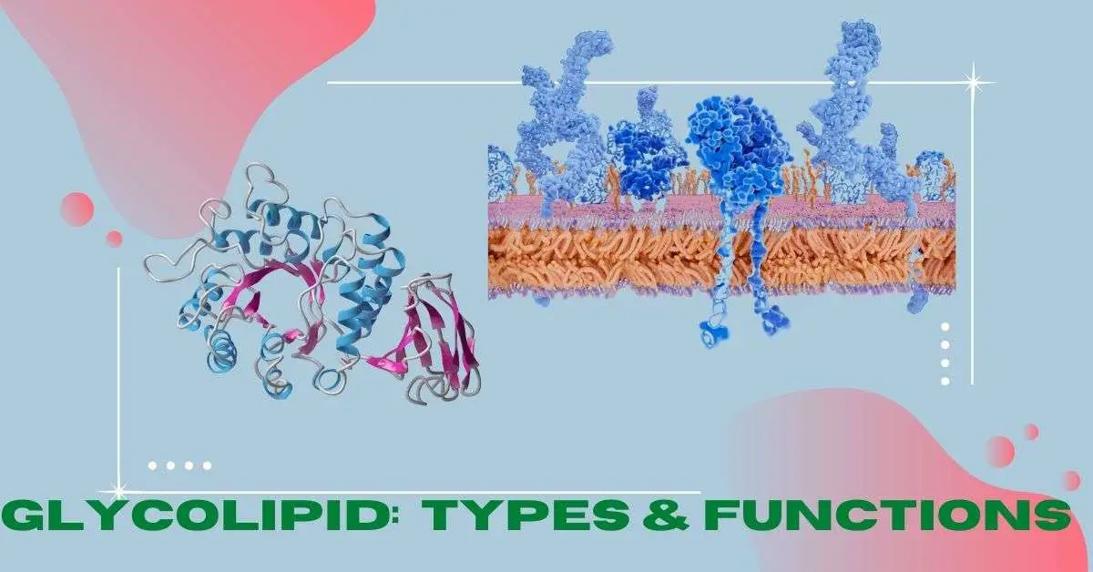 Image of Glycolipid Types & functions