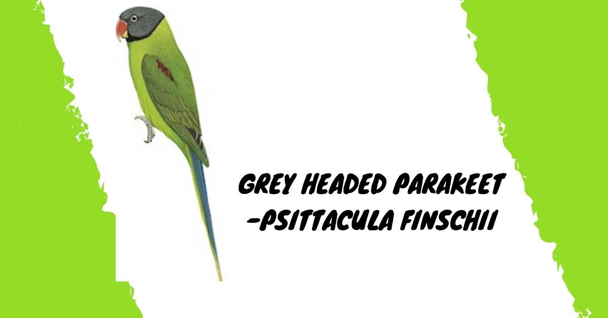 image of Grey headed parakeet