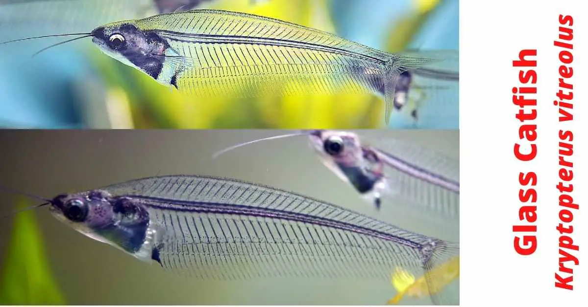 image of glass catfish