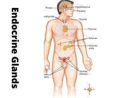 Endocrine Glands