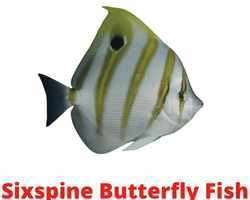 Sixspine Butterfly Fish