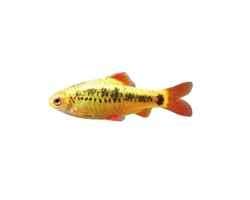 Gold Barb