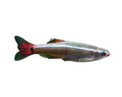 White Cloud Mountain Minnow