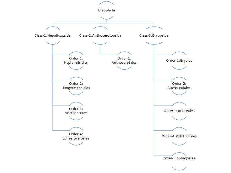 Classification of Bryophyta At a Glance