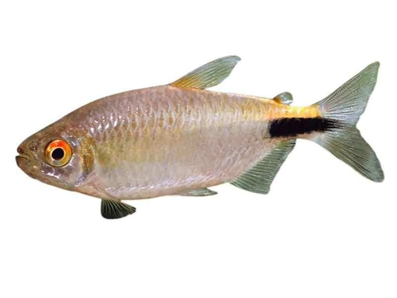 Long-fin tetra-Brycinus longipinnis