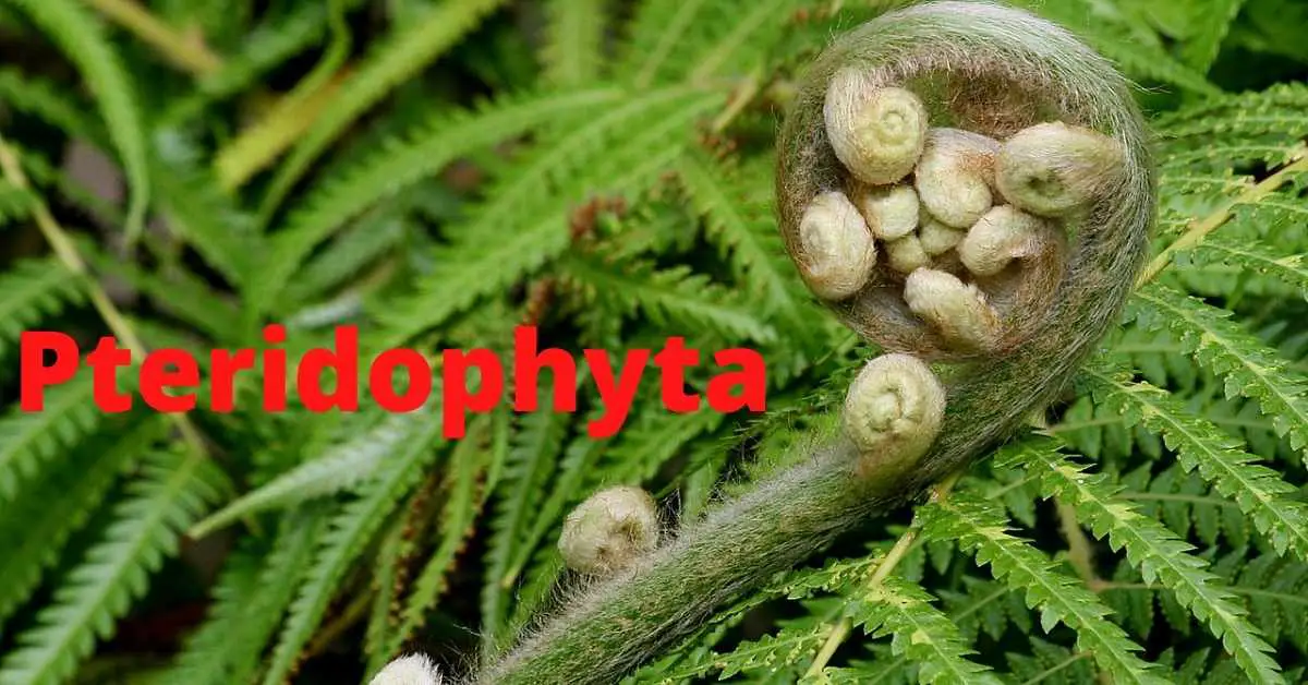 Image of Pteridophyta