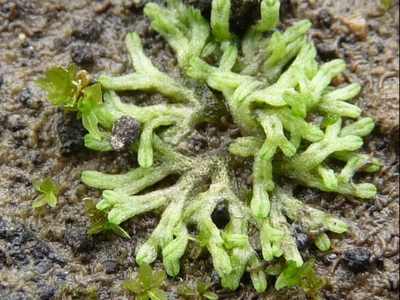 Image of Riccia huebeneriana