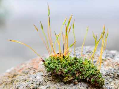 Image of A patch of Moss showing both gametophytes and sporophytes