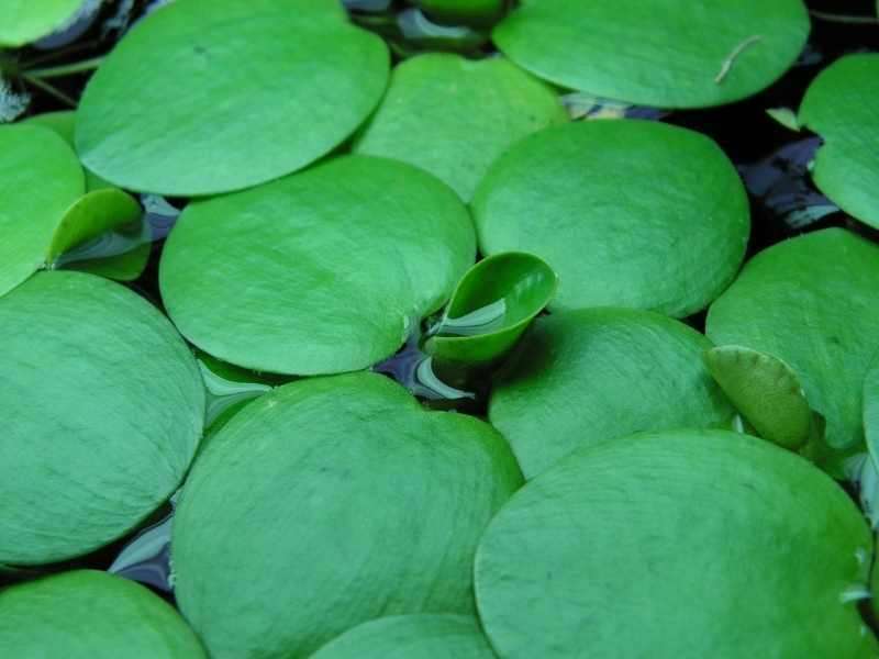 Amazon frogbit plant-Limnobium laevigatum
