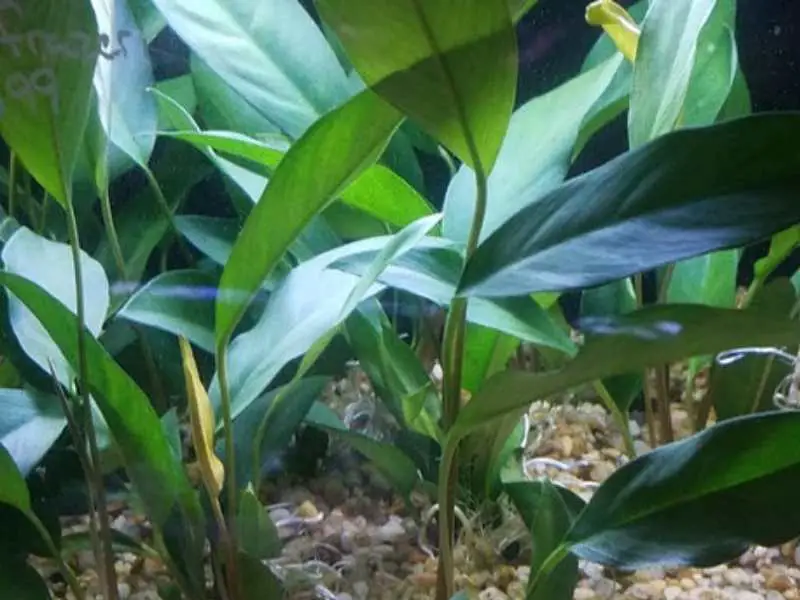 Anubias afzelii