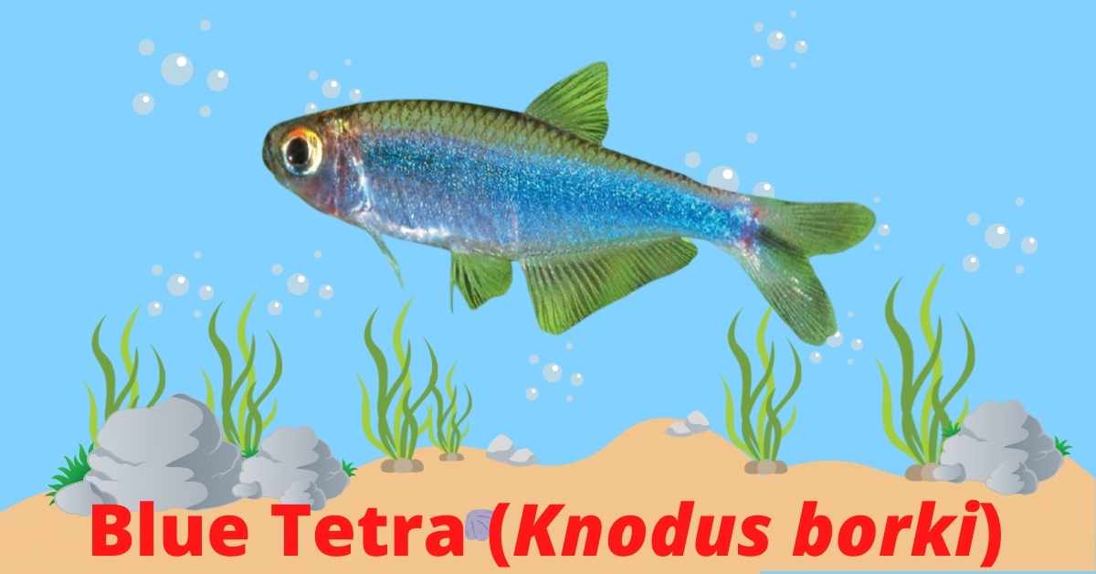 Image of Blue tetra