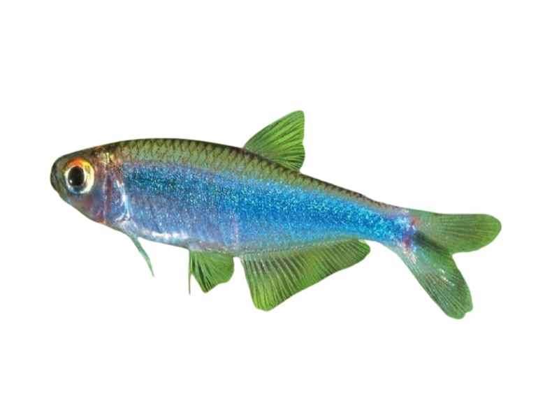 Blue Tetra-Knodus borki