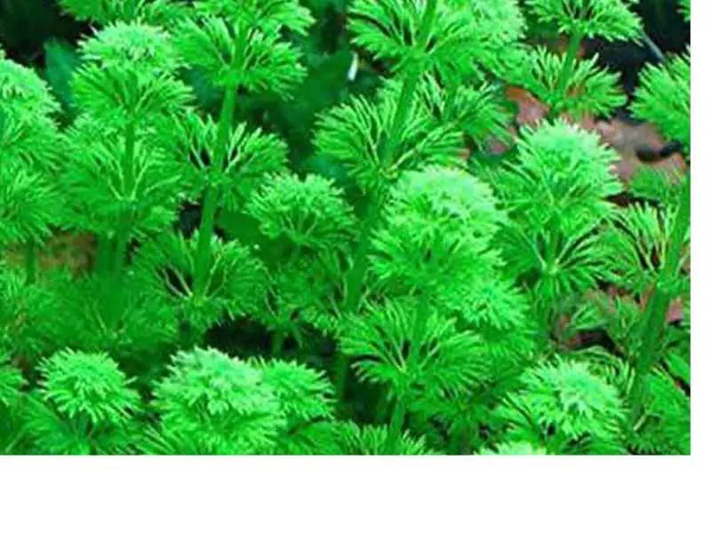 Limnophila aquatica