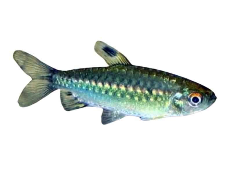  Niger tetra-Arnoldichthys spilopterus 