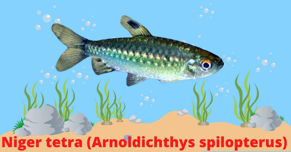 Image of Niger tetra (Arnoldichthys spilopterus)