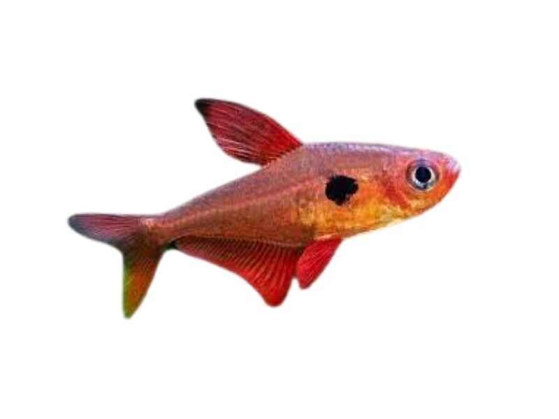  Red phantom tetra-Hyphessobrycon sweglesi