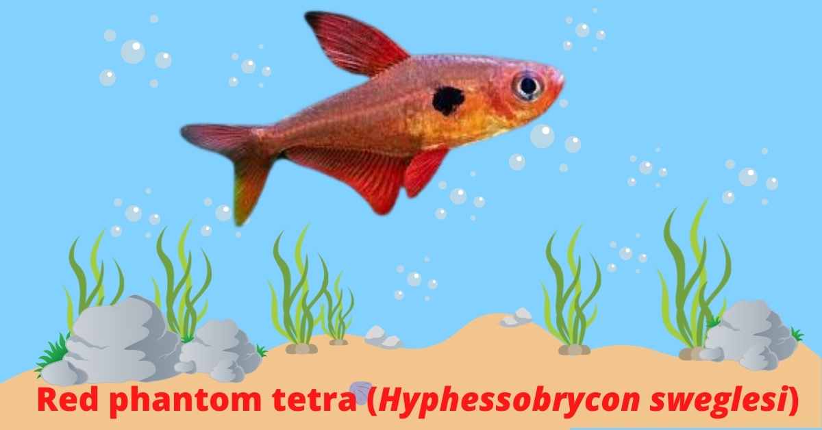 Image of Red phantom tetra