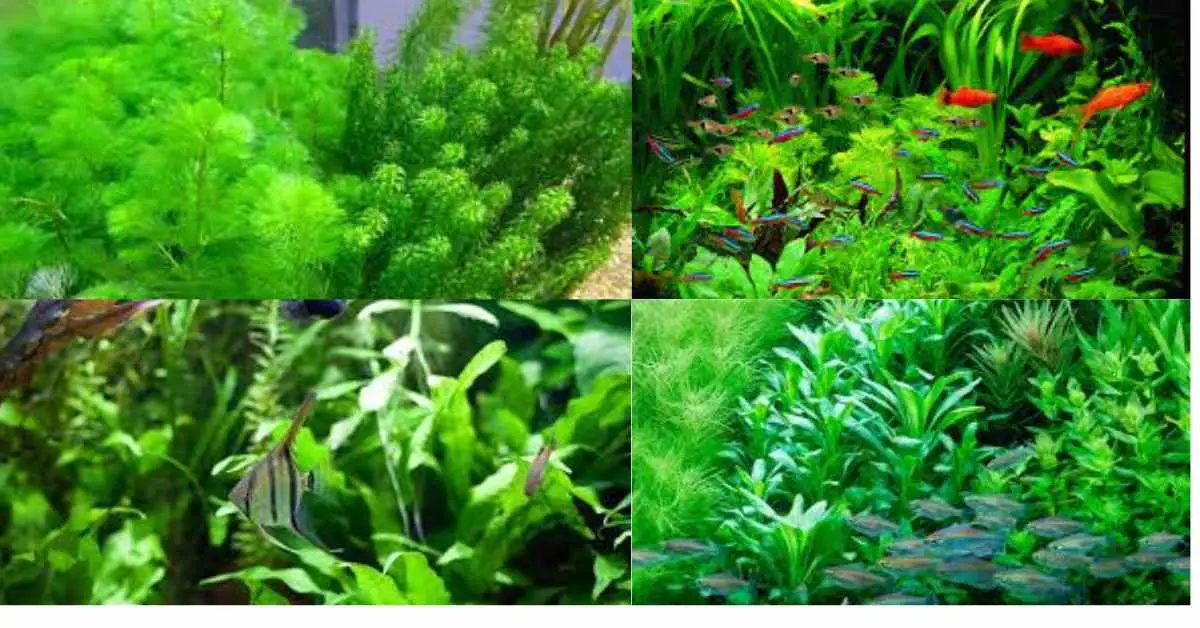 image of aquarium plants