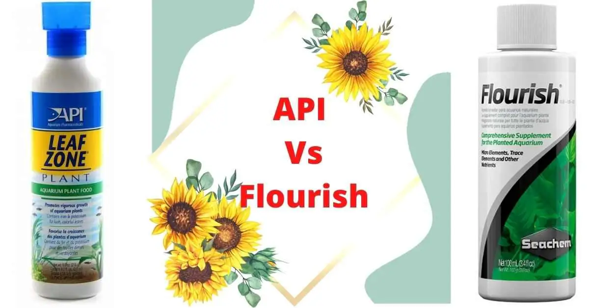 image of API Vs Flourish