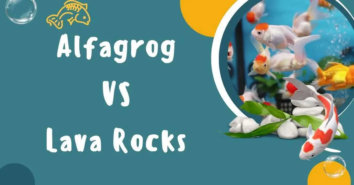image of Alfagrog VS Lava Rocks