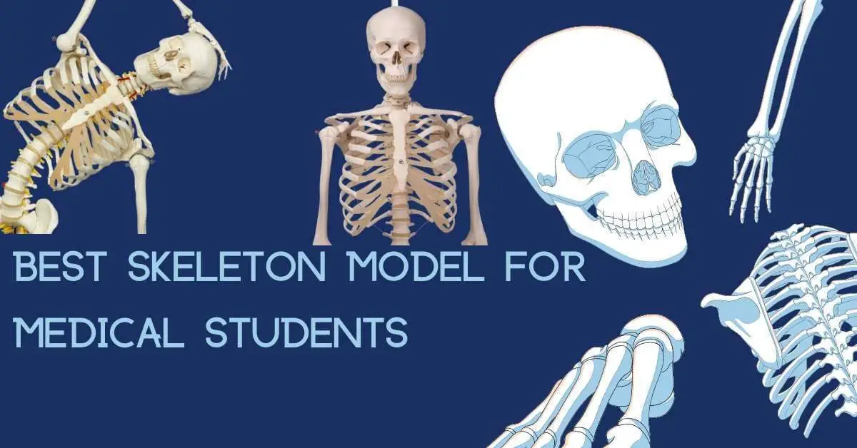 17 Height American Educational Skeleton Model 